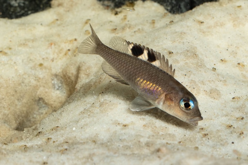 Lamprologus kungweensis 'Burton Bay'